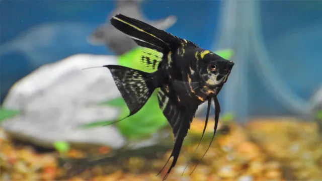 how to catch angelfish in aquarium