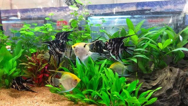 how to catch angelfish in aquarium