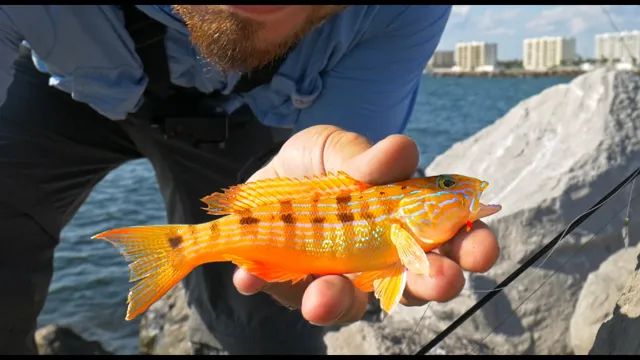 How to Catch Aquarium Fish in the Ocean: Tips and Techniques for a Successful Fishing Trip