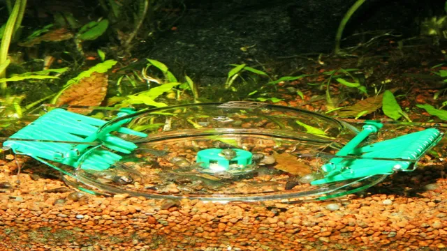 how to catch aquarium snails