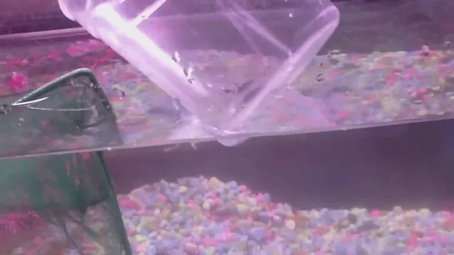 How to Catch Baby Fish in Aquarium: Step-by-Step Guide and Tips.