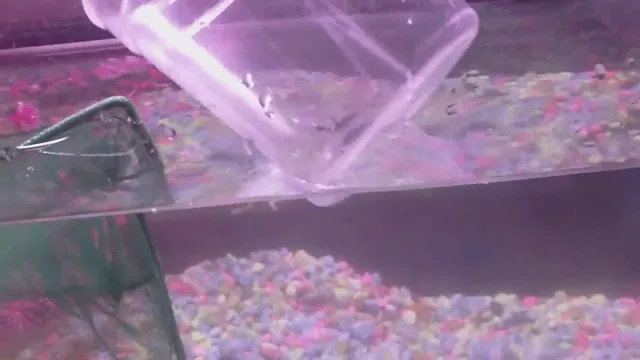 how to catch baby fish in aquarium