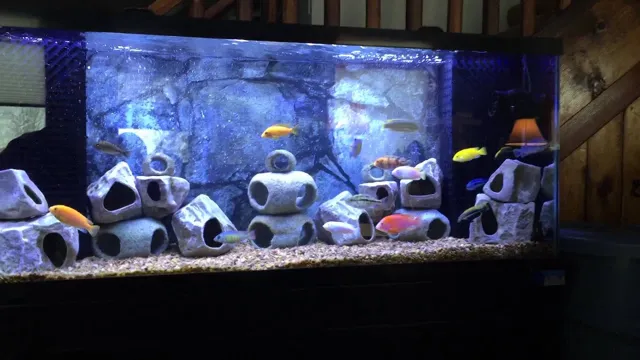 How to Catch Cichlids in a 55 Gal Aquarium: Tips and Tricks for Beginners