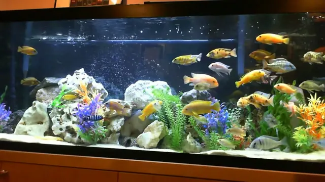 how to catch cichlids in an aquarium