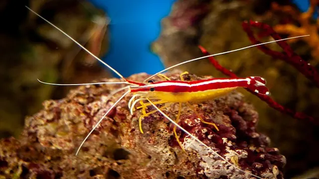 how to catch cleaner shrimp in aquariums