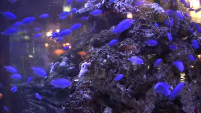 how to catch damsels in aquarium