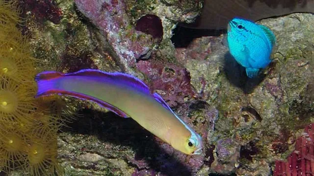 How to Catch Damsels in Aquarium: Expert Tips and Techniques