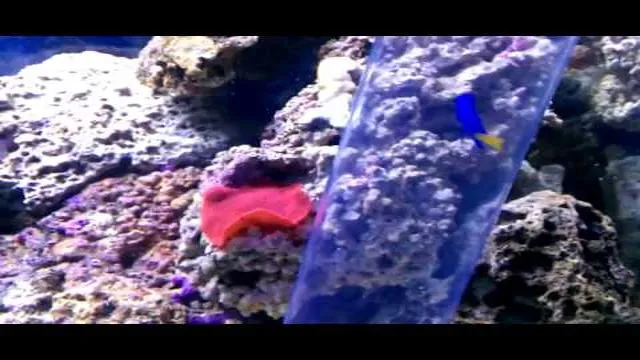 how to catch fast aquarium fish