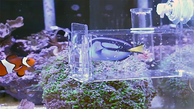 how to catch fast fish in an aquarium