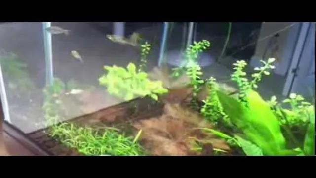 how to catch fish in planted aquarium