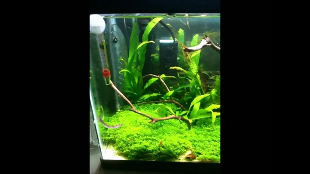 how to catch loach in planted aquarium