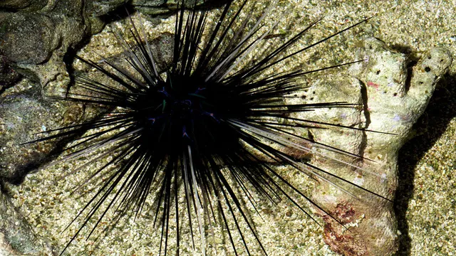how to catch long spine urchin from aquarium