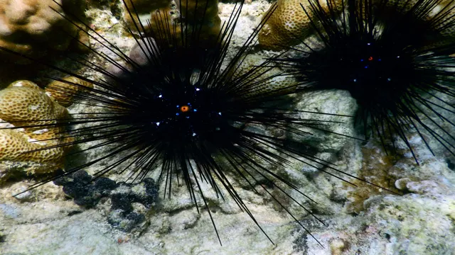 How to Catch Long Spine Urchin from Aquarium: Tips and Tricks