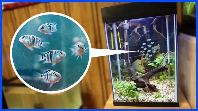 how to catch newborn cichlids in an aquarium