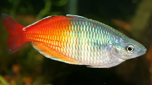 how to catch rainbowfish out of aquarium
