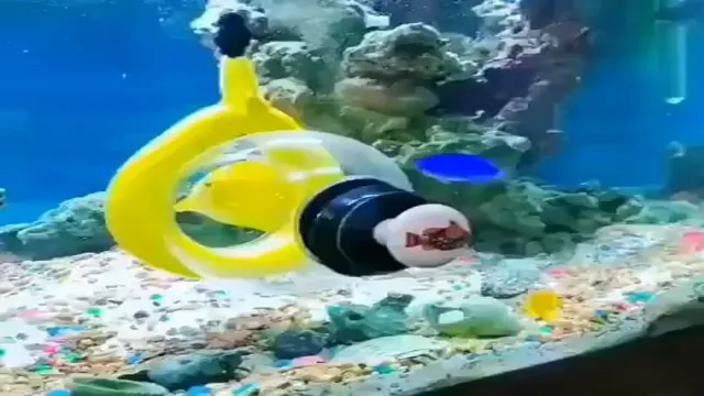 how to catch reef fish for aquarium