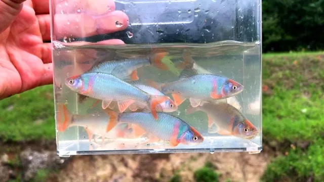 How to Catch Wild Fish for Aquarium – A Beginner’s Guide to Successful Fishing