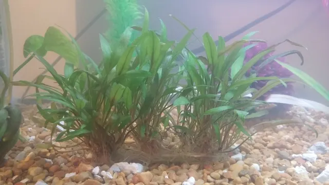 how to cause an amonia spike in aquarium