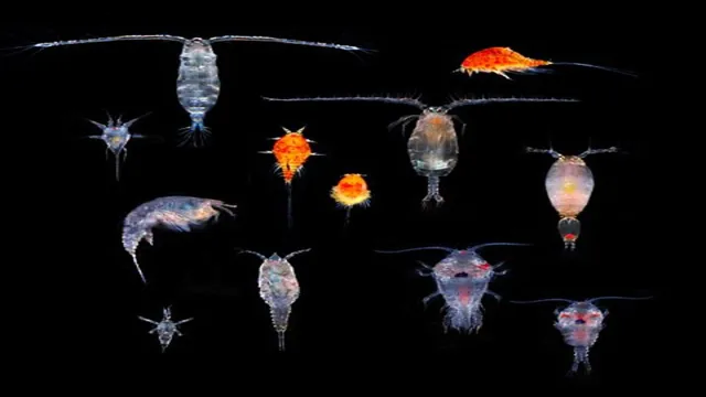 How to Cause a Copepod Explosion in Aquarium: Tips and Tricks