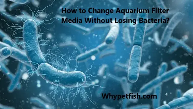 how to change aquarium filter media without losing bacteria