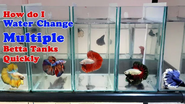 how to change aquariums betta