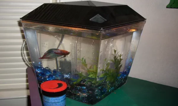 How to Change Aquariums Betta: A Step-by-Step Guide…