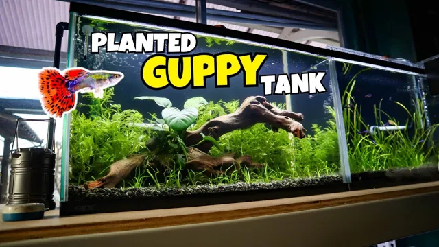 How to Change Guppies Aquarium: A Beginner’s Guide to Switching Things Up!