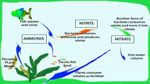 How to Change Nitrate Levels in Aquarium: Beginner’s Guide to Achieving Optimal Water Conditions