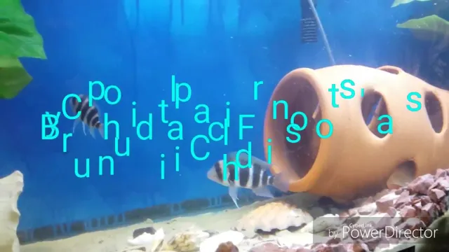 how to cheaply raise ph in aquarium