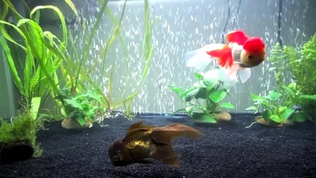how to chill aquarium for goldfish