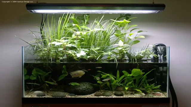 how to choose aquarium plants