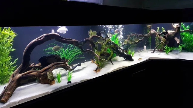 how to choose driftwood for aquarium