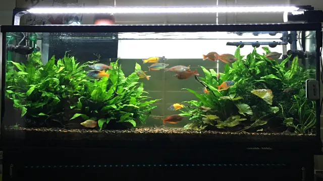 how to choose fish for a community aquarium