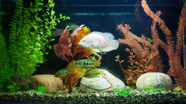 how to choose fish for an aquarium freshwater