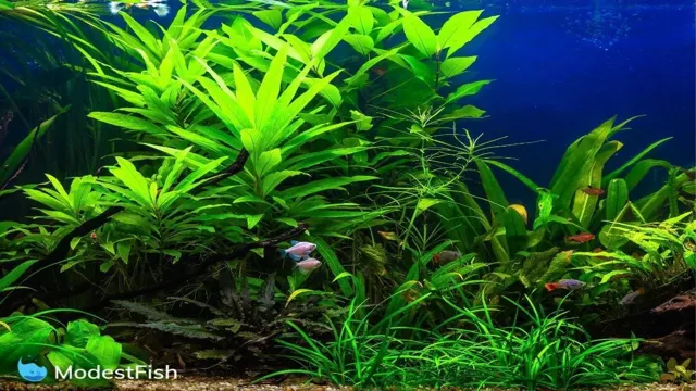 how to choose freshwater aquarium plants