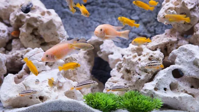 how to choose safe rocks for aquarium