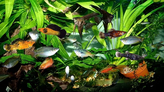 how to choose tropical fish for an aquarium