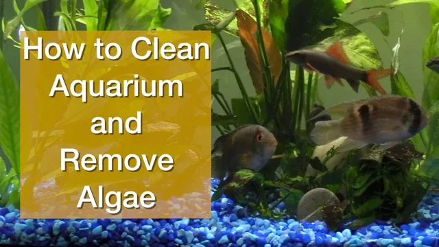 how to clean a aquarium that had black algae
