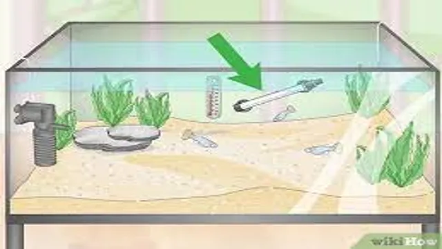 How to Clean a Aquarium That Had Black Algae: A Comprehensive Guide