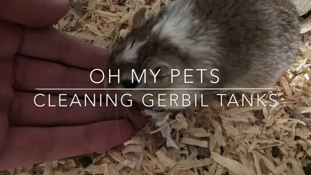 how to clean a gerbil aquarium