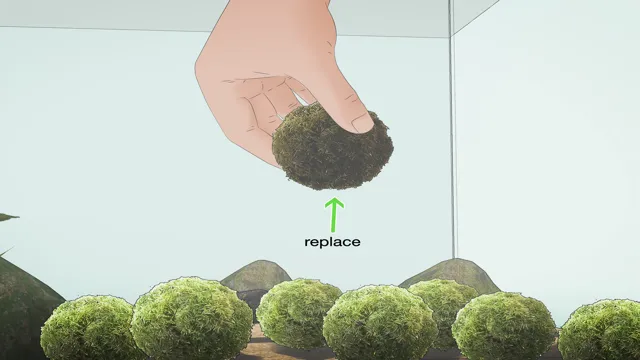 How to Clean a Moss Ball in Aquarium: An Easy and Effective Guide