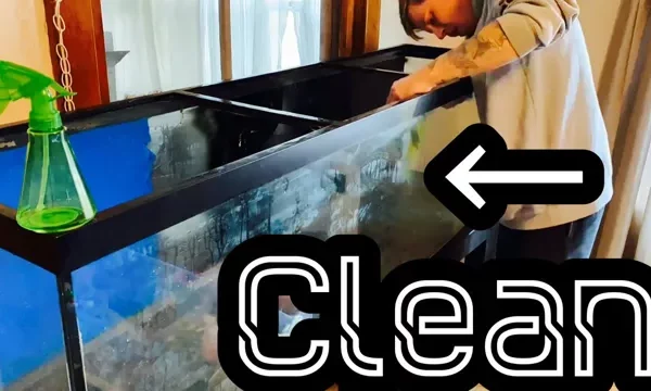How to Clean Acrylic Glass Aquarium: 5 Steps&hellip;