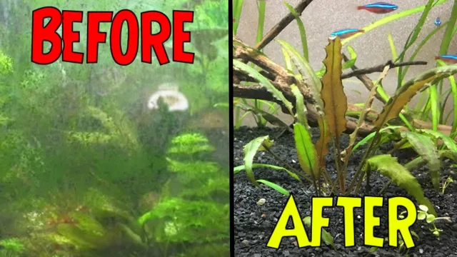 how to clean algae from live aquarium plants