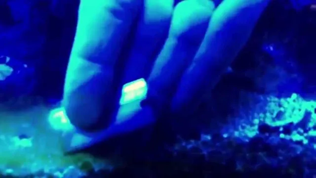 how to clean algae from saltwater aquarium glass