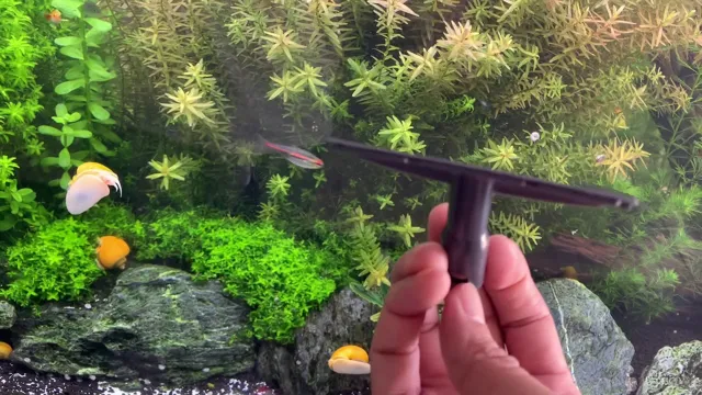 how to clean algae off acrylic aquarium