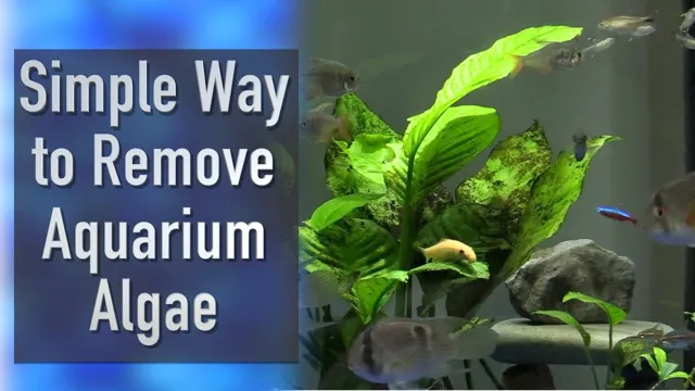 how to clean algae off aquarium walls
