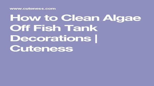 how to clean algae off of aquarium decorations