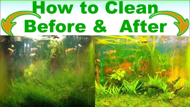how to clean algae off of aquarium plants
