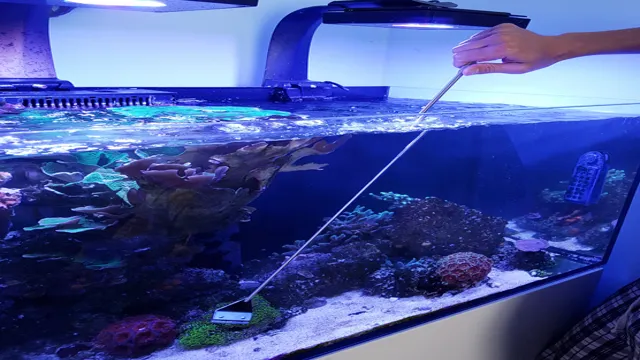 how to clean algae on coral in aquarium
