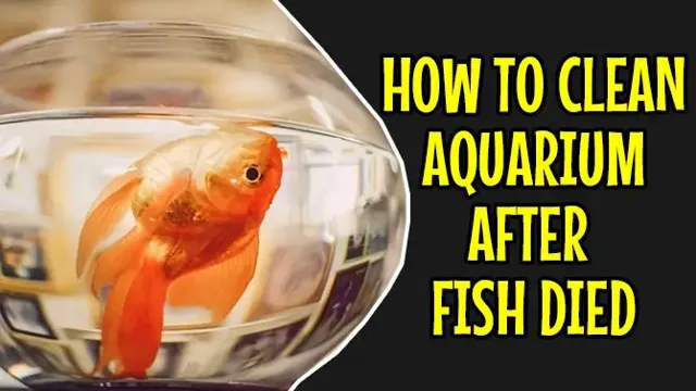 How to Clean an Aquarium After Fish Die: Tips and Tricks for Maintaining a Healthy Tank